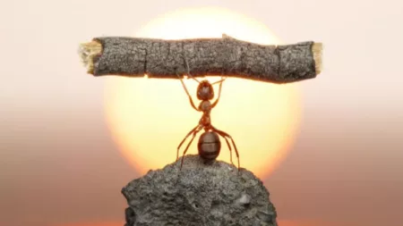 18640h8jzhu07jpg jpg 10 Reasons Ants are Fascinating Creatures