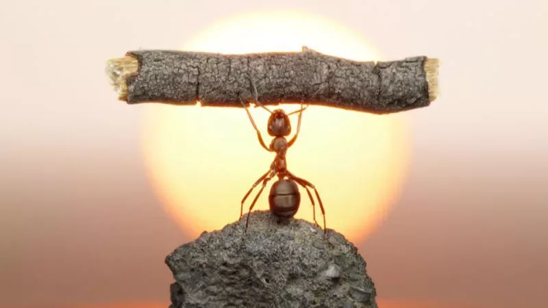 18640h8jzhu07jpg jpg webp 10 Reasons Ants are Fascinating Creatures