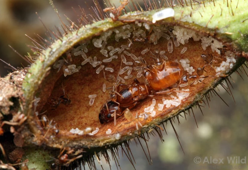 Queen ants with eggs