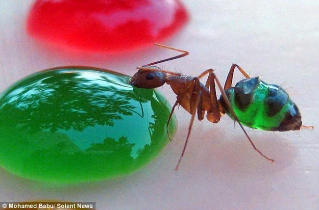 ants have transparent stomachs