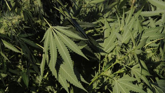 Cultivation of Medical Marijuana, Legalized in Australia