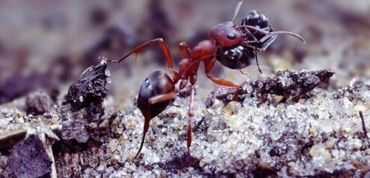 slavemaker-ants-2-15