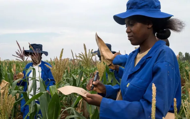 https://www.afp.com/en/news/2265/drought-hit-zimbabwe-farmers-look-science-save-crops