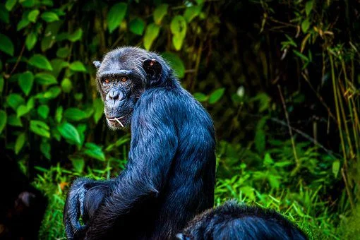 intelligent chimpazee