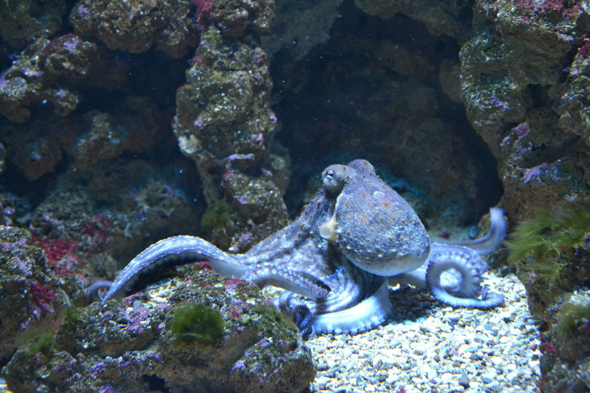 intelligent Octopus
