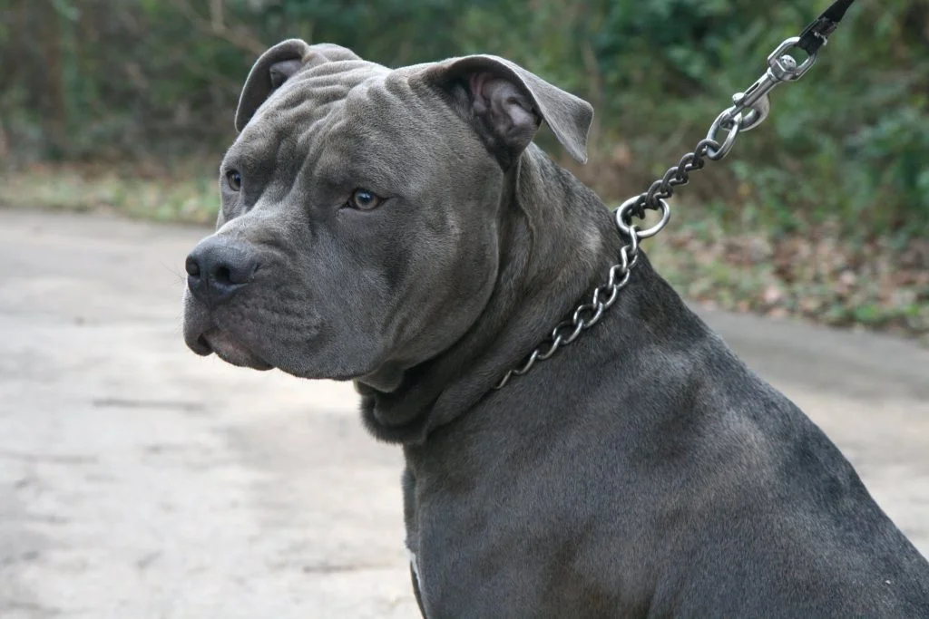 A Pitbull, dangerous dog breed