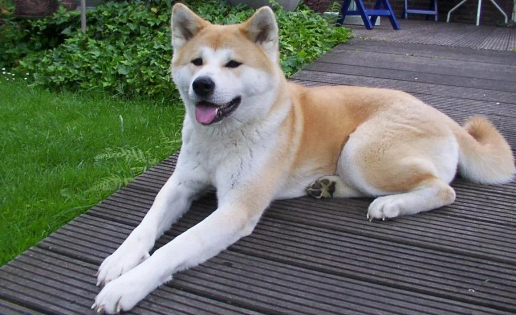 Akita breed of dog