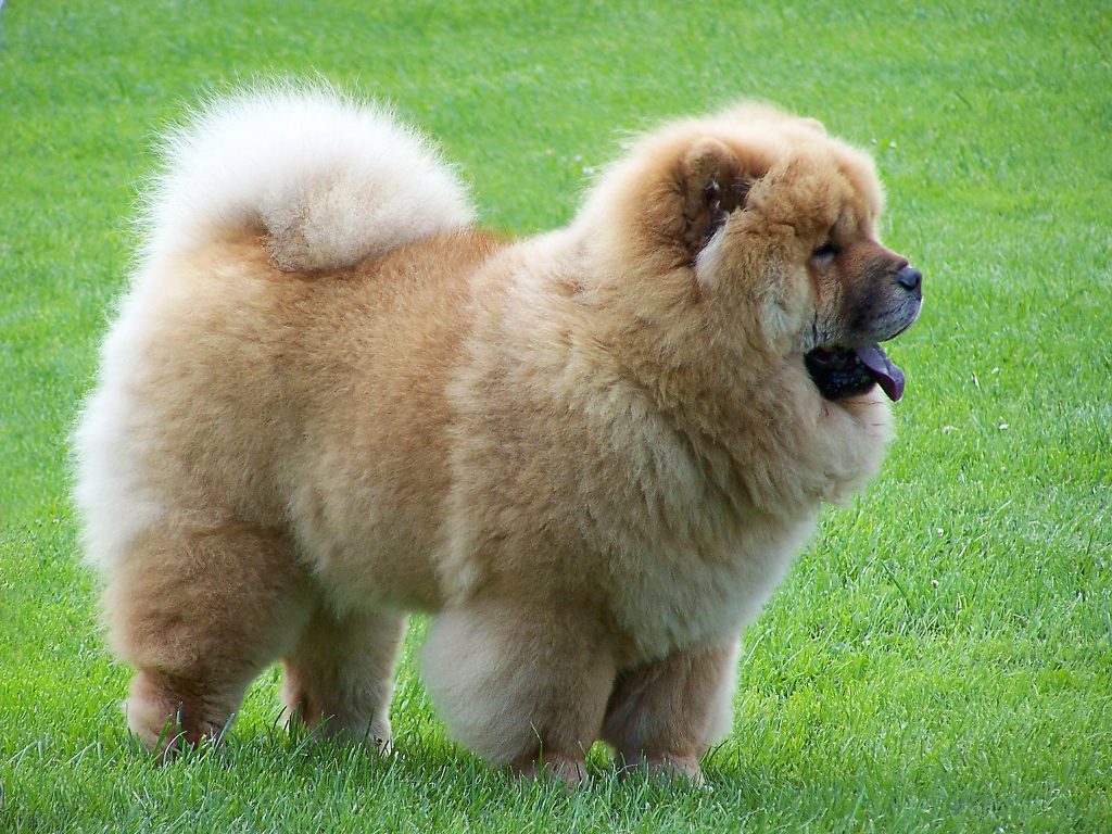 Chow Chows.