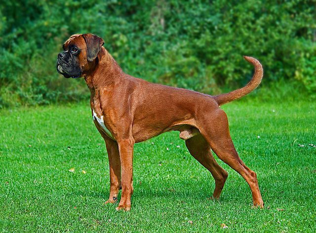 Male fawn Boxer undocked, one of the most dangerous dog breeds in the world
