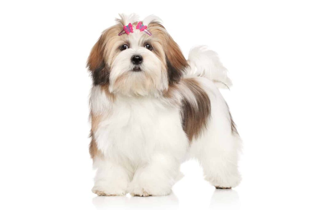 Lahsa Apso 1 9 best dog breeds in nigeria