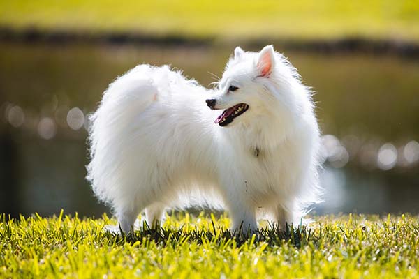 american eskimo 9 best dog breeds in nigeria