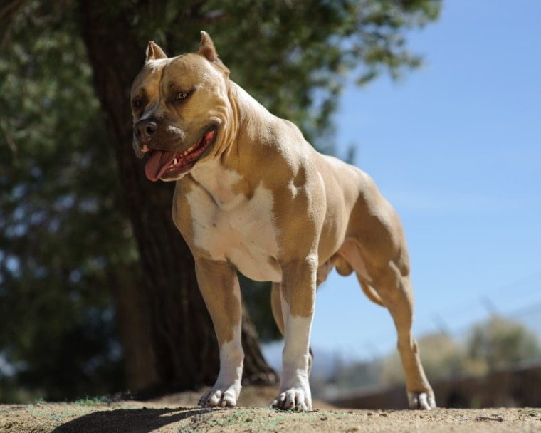 american pitbull 9 best dog breeds in nigeria