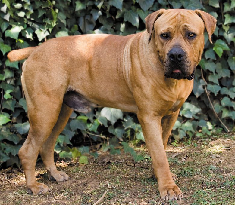 boerboel 9 best dog breeds in nigeria