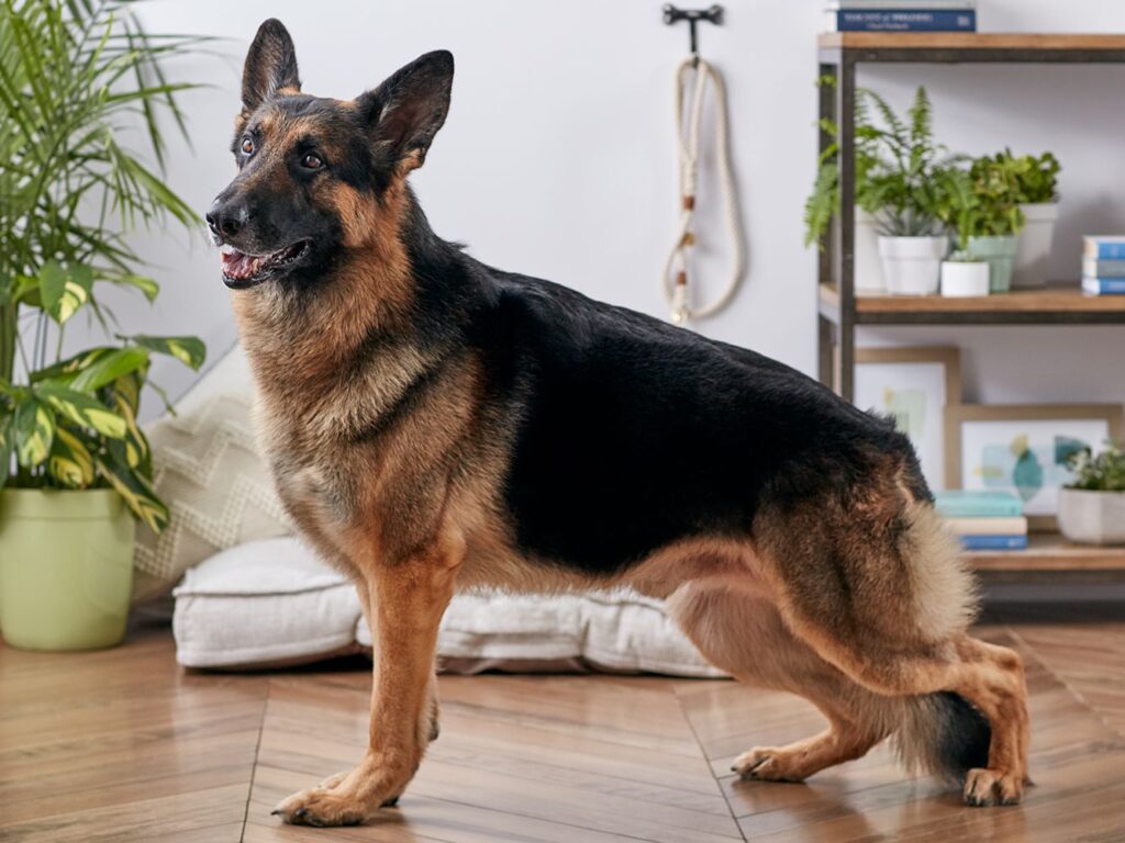german shepherd 9 best dog breeds in nigeria