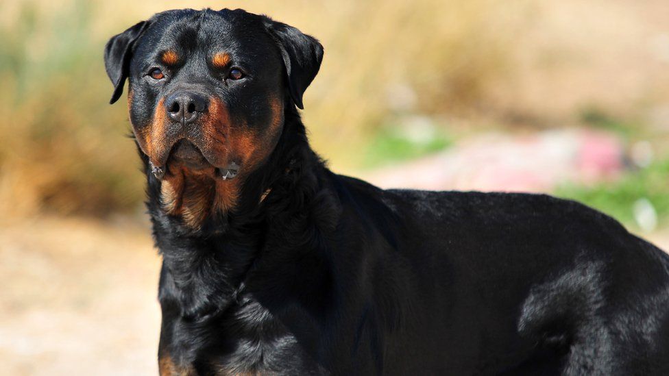 rottweiler 9 best dog breeds in nigeria